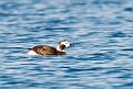 Havelle - Long-tailed duck (Clangula hyemalis) ad. female